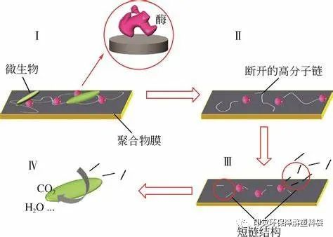 光氧、淀粉基與全生物降解的差異之處(圖2)